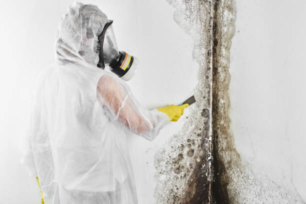 Best Residential Mold Remediation in Bigfork, MT