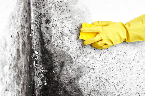 Best Bathroom Mold Remediation in Bigfork, MT